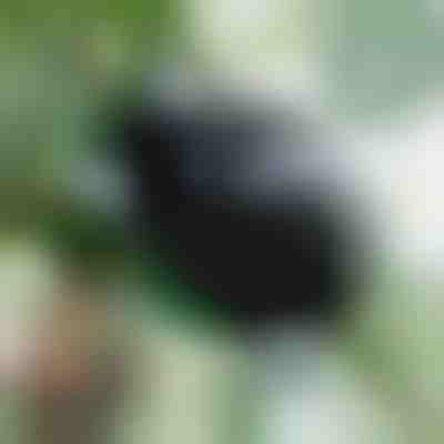 Κουτί πολλαπλασιασμού για υγιείς ρίζες (5 τεμάχια) | ROOTY