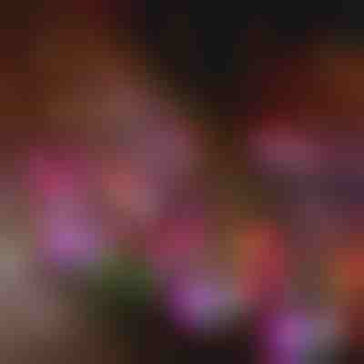 Φωτιστικά κήπου με ηλιακά λουλούδια | BLOSSUN